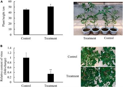 Plant resistance to tomato yellow leaf curl virus is enhanced by Bacillus amyloliquefaciens Ba13 through modulation of RNA interference